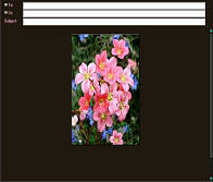 Spring Saxifrage